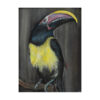 Green Aracari