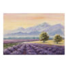 Lavander field