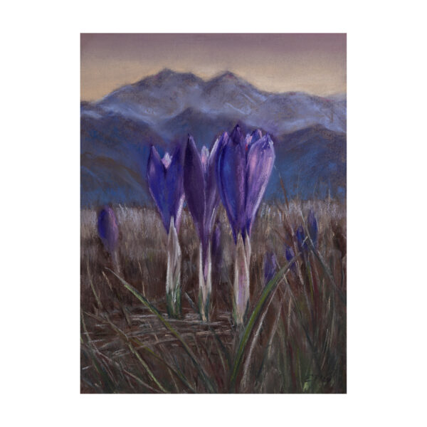 Crocuses at sunset